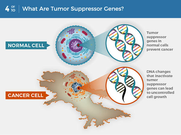 Gen ức chế khối u là gì? Trong các tế bào bình thường, các gen ức chế khối u ngăn ngừa ung thư bằng cách làm chậm hoặc ngừng sự phát triển của tế bào. Những thay đổi DNA làm bất hoạt các gen ức chế khối u có thể dẫn đến sự phát triển không kiểm soát của tế bào và ung thư.