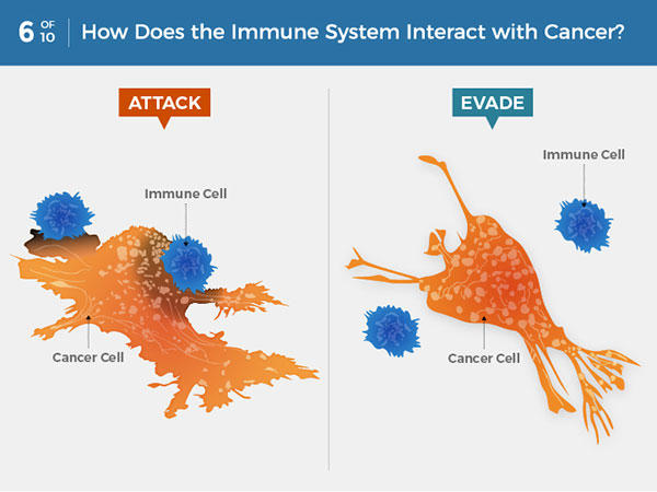 Hệ thống miễn dịch phản ứng với ung thư thế nào? Các tế bào của hệ thống miễn dịch có thể phát hiện và tấn công các tế bào ung thư. Nhưng một số tế bào ung thư có thể tránh bị phát hiện hoặc ngăn chặn cuộc tấn công. Một số phương pháp điều trị ung thư có thể giúp hệ thống miễn dịch phát hiện và tiêu diệt tế bào ung thư tốt hơn.