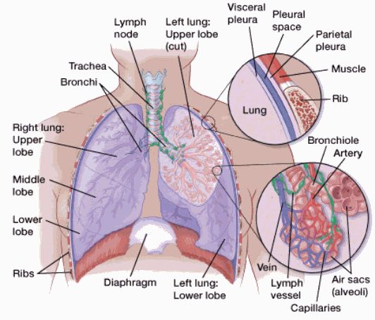 Ung thư phổi là gì