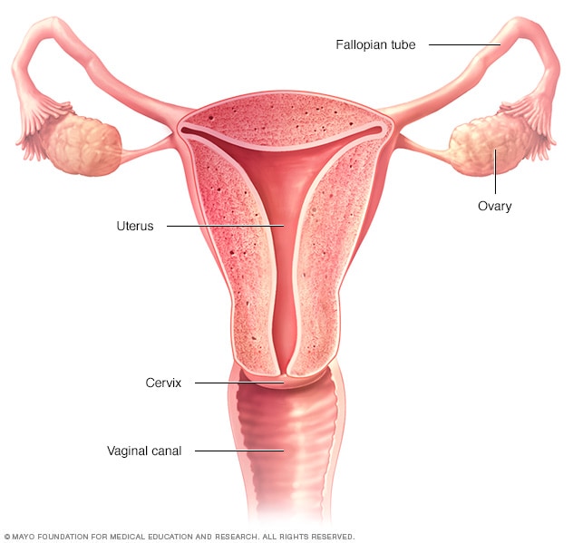Buồng trứng, ống dẫn trứng, tử cung, cổ tử cung và âm đạo (ống âm đạo) tạo nên hệ thống sinh sản nữ.