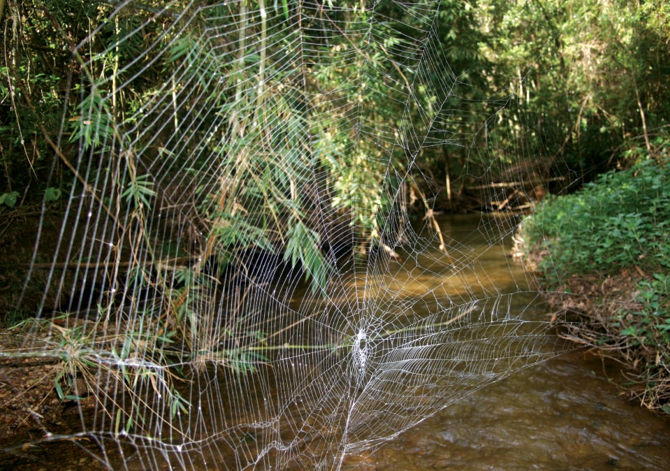 Mạng của nhện vỏ cây Darwin là mạng dạng cầu lớn nhất được tạo ra bởi bất kỳ loài nhện nào trên Trái đất và tơ của nhện vỏ cây Darwin là loại tơ mạnh nhất so với bất kỳ loại tơ nhện nào. Sợi đơn dài nhất được đo là 25 mét.